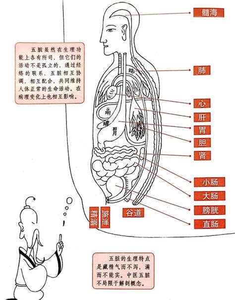 五臟位置|科普：人體內結構五臟六腑分布圖